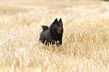 SCHIPPERKE 063